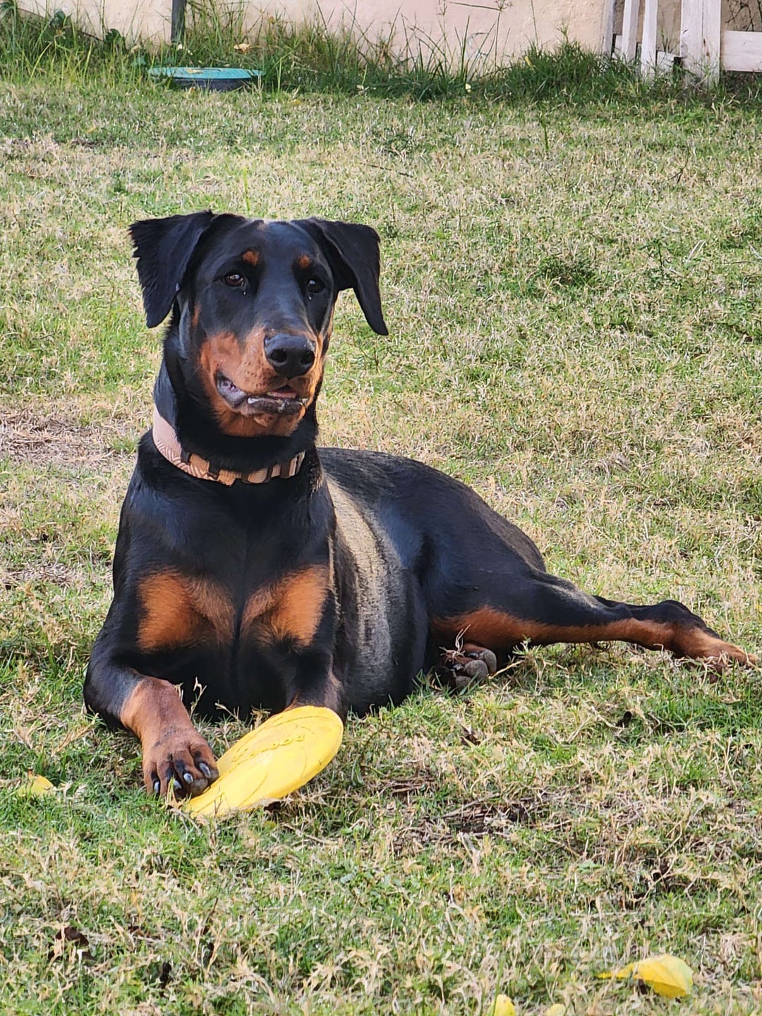 Jay (Crime Detection Dog)