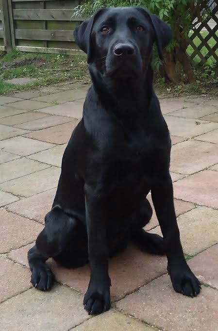 Sam (Explosive Detection Dog)