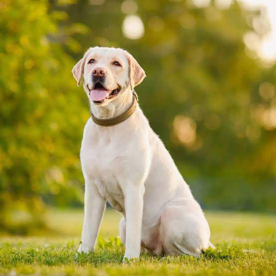 Veer (Narcotics Detection Dog)